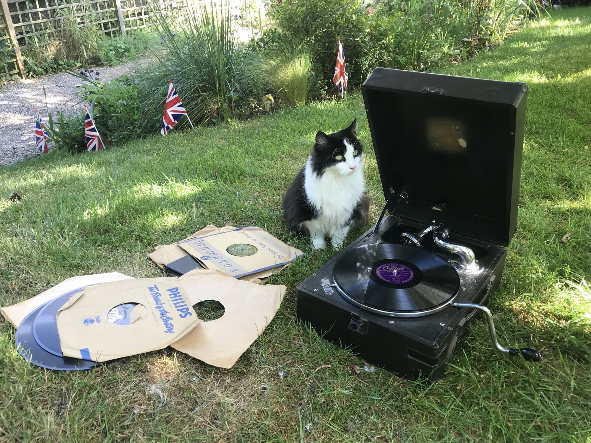 Cat enjoying war time tunes!